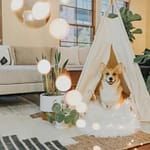 I migliori cani da appartamento: caratteristiche e consigli per una scelta perfetta